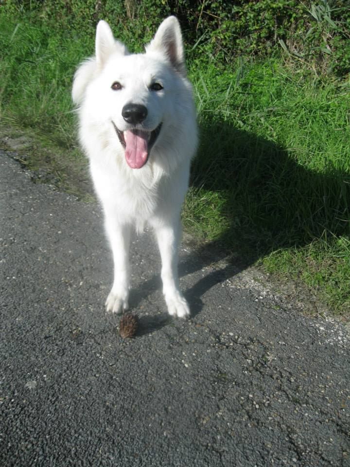 Les Berger Blanc Suisse de l'affixe Des Gardiens Du Valhalla