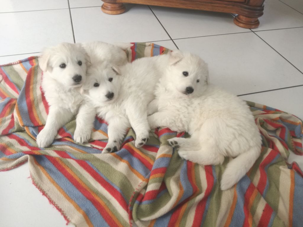 Des Gardiens Du Valhalla - Berger Blanc Suisse - Portée née le 18/03/2019