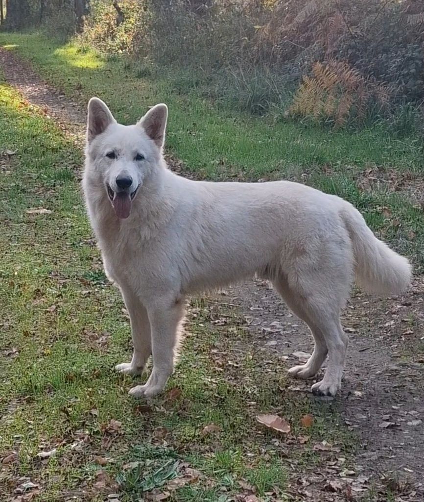 Very lovely wish upon a star Des chemins du poitou