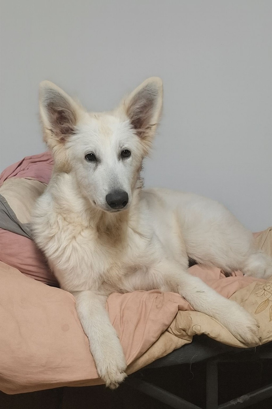 Arrow cherche toujours sa famille