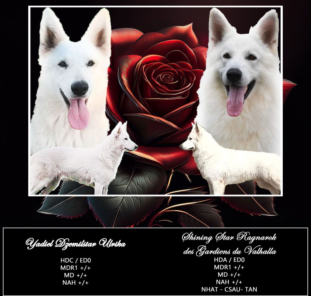 Les bébés de Kitsune et Noctis sont nés !