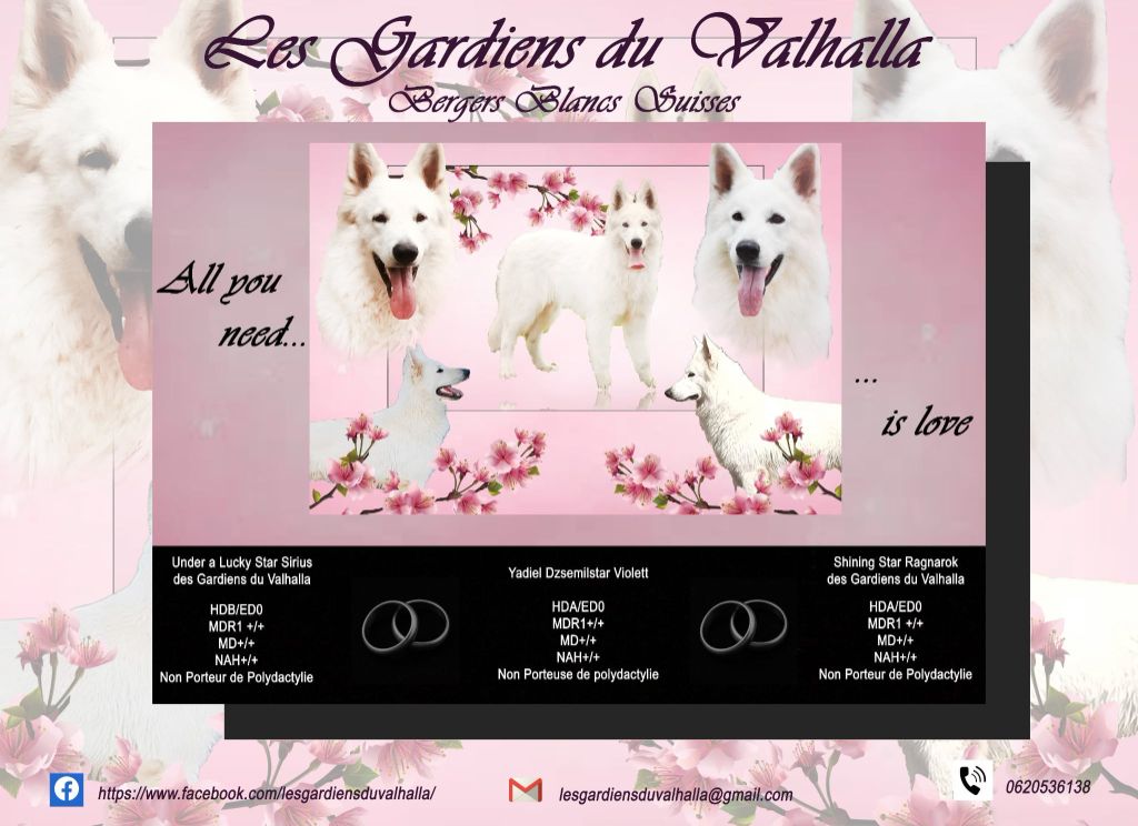 Des Gardiens Du Valhalla - Des bébés pour début juillet