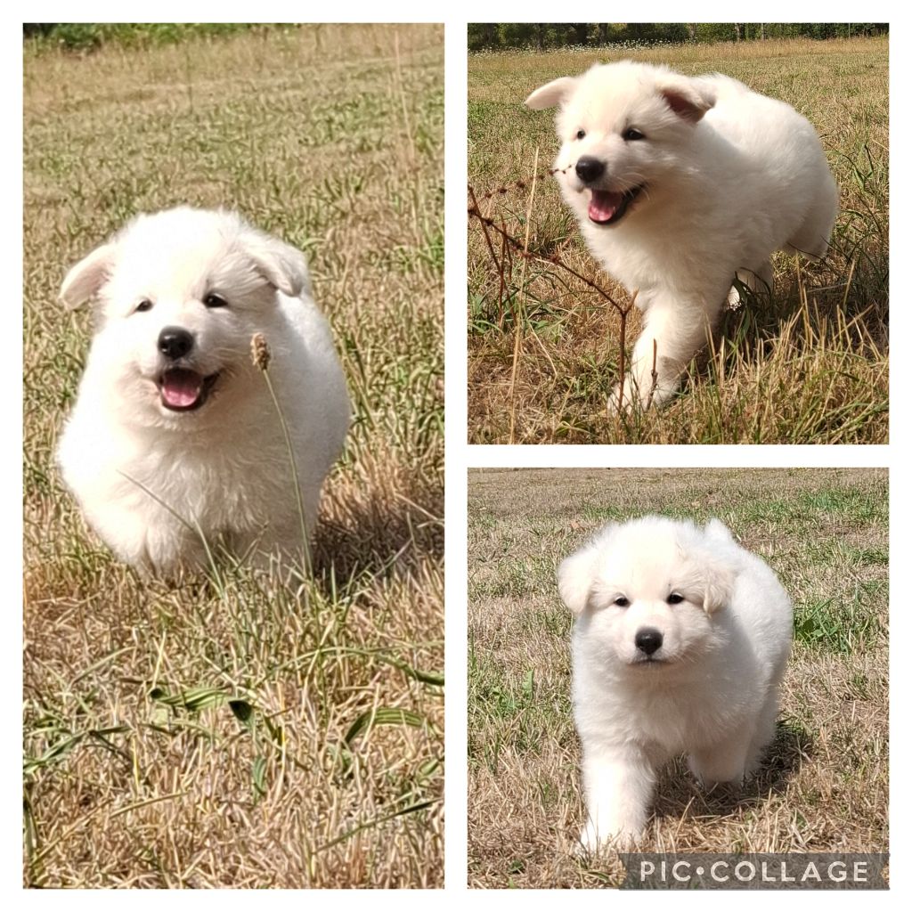 Des Gardiens Du Valhalla - Chiots disponibles - Berger Blanc Suisse