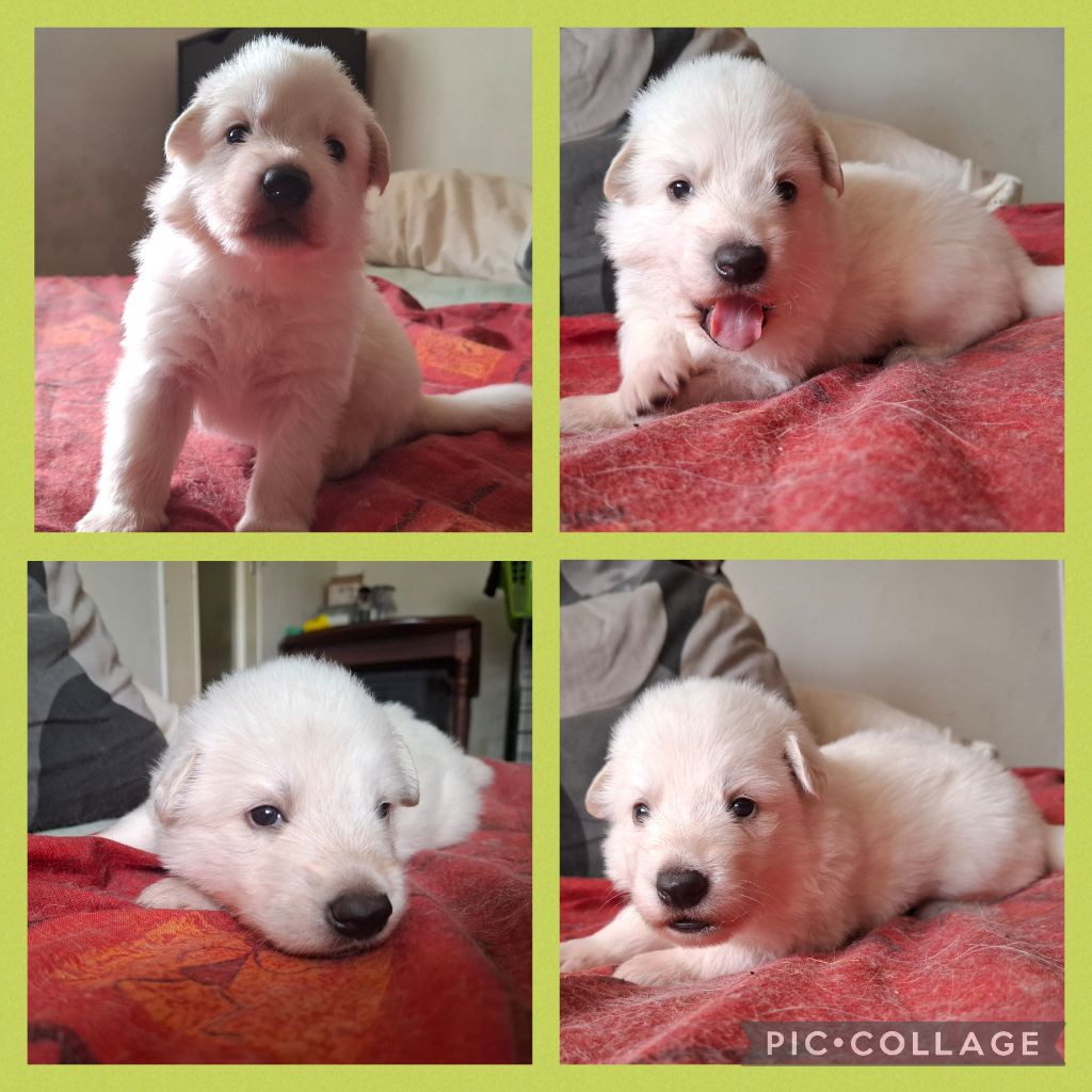 Des Gardiens Du Valhalla - Chiots disponibles - Berger Blanc Suisse