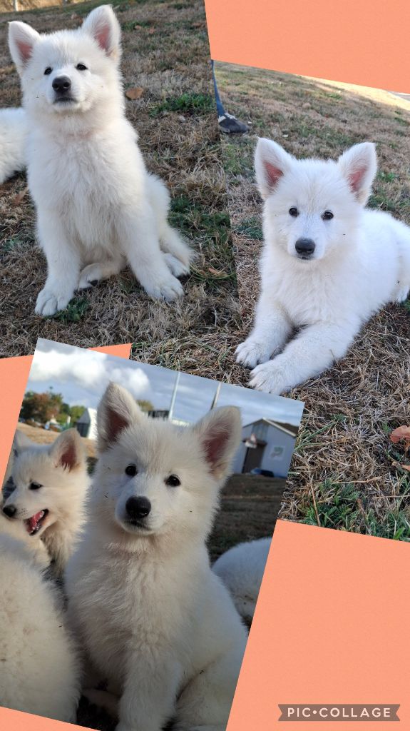 Des Gardiens Du Valhalla - Chiots disponibles - Berger Blanc Suisse