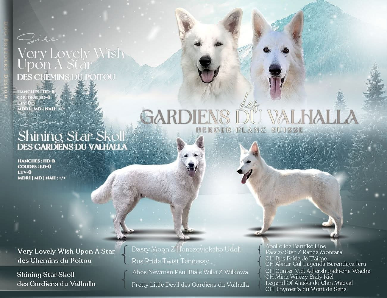 Chiot Berger Blanc Suisse Des Gardiens Du Valhalla