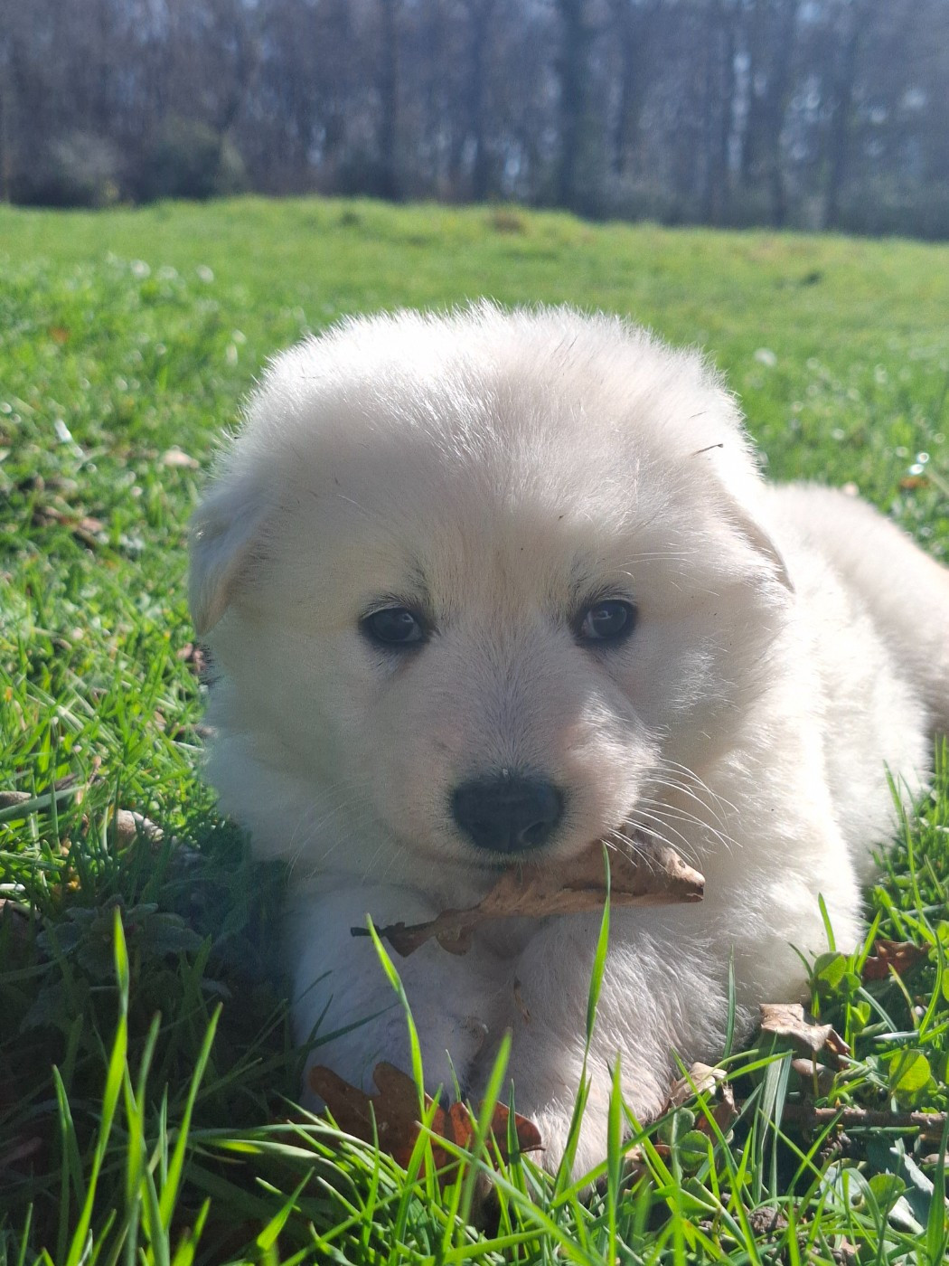 Des Gardiens Du Valhalla - Chiots disponibles - Berger Blanc Suisse