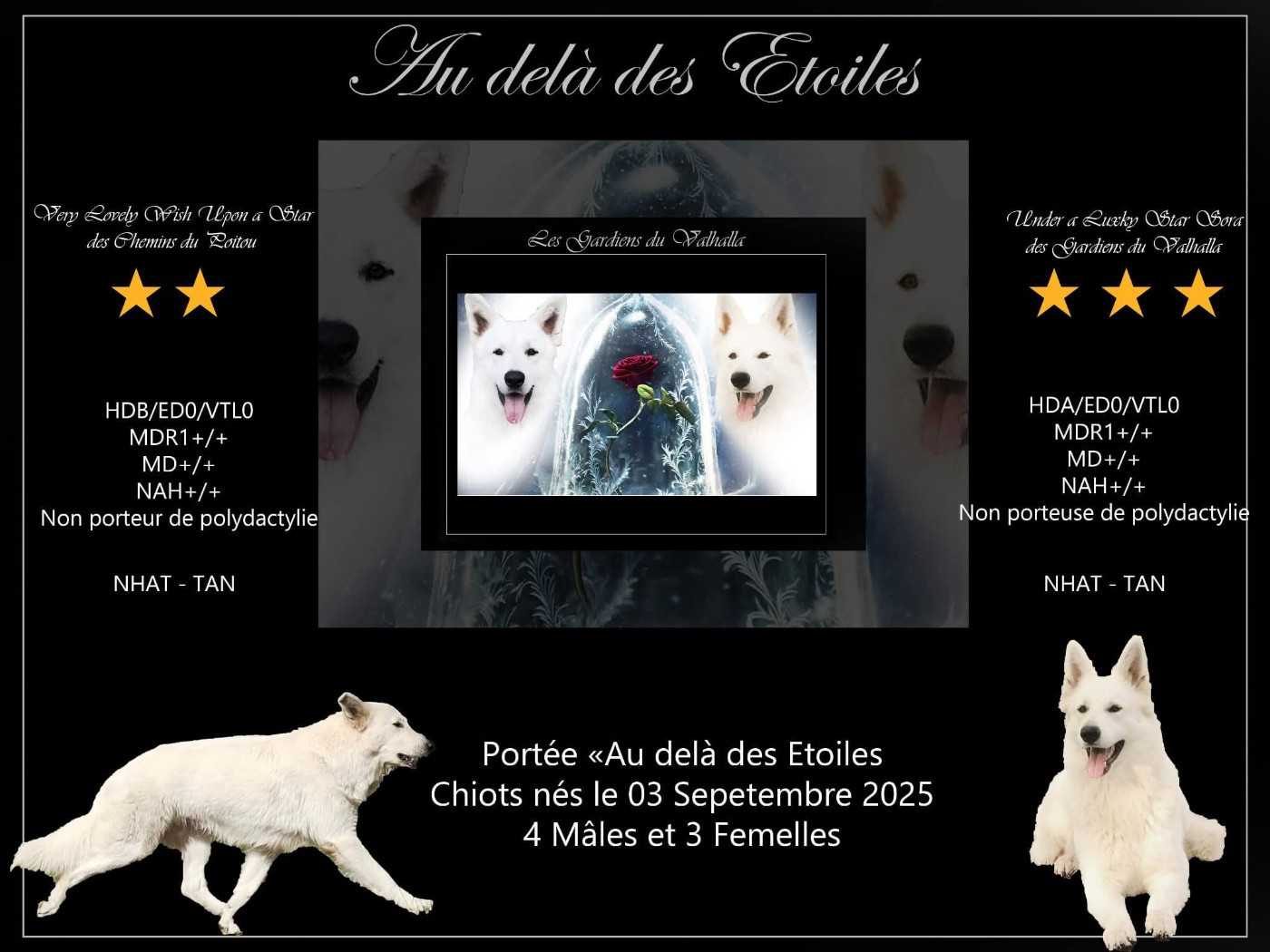 Des Gardiens Du Valhalla - Berger Blanc Suisse - Portée née le 03/09/2025