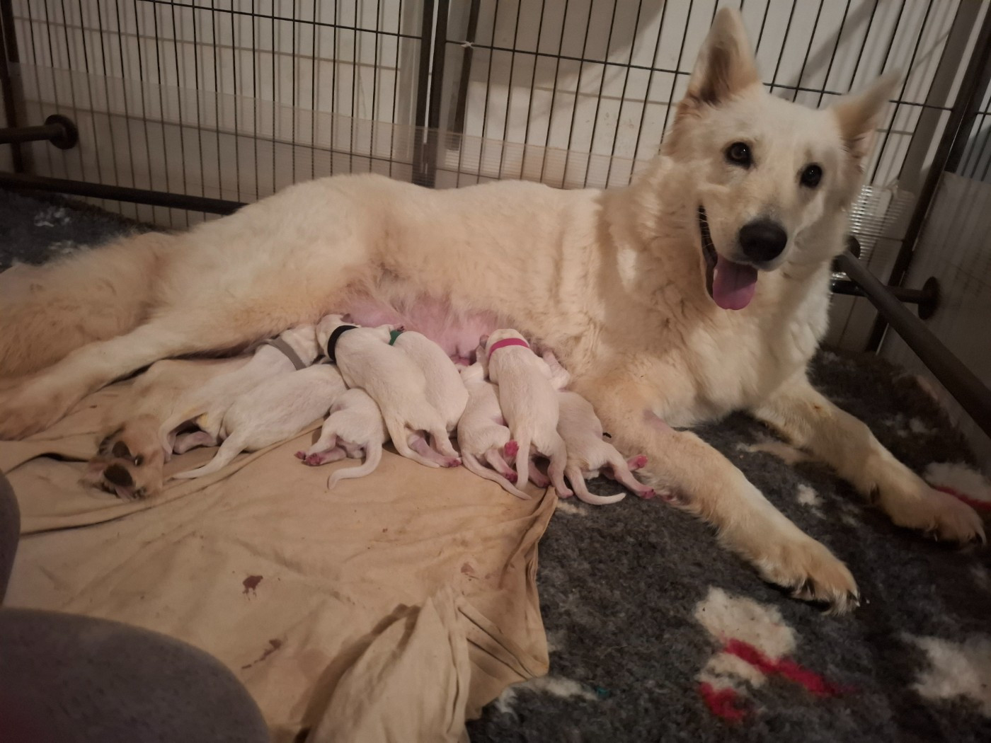 Chiot Berger Blanc Suisse Des Gardiens Du Valhalla