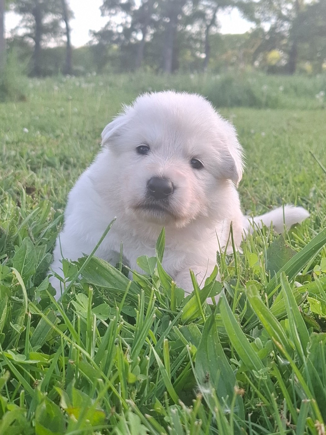 Des Gardiens Du Valhalla - Chiots disponibles - Berger Blanc Suisse