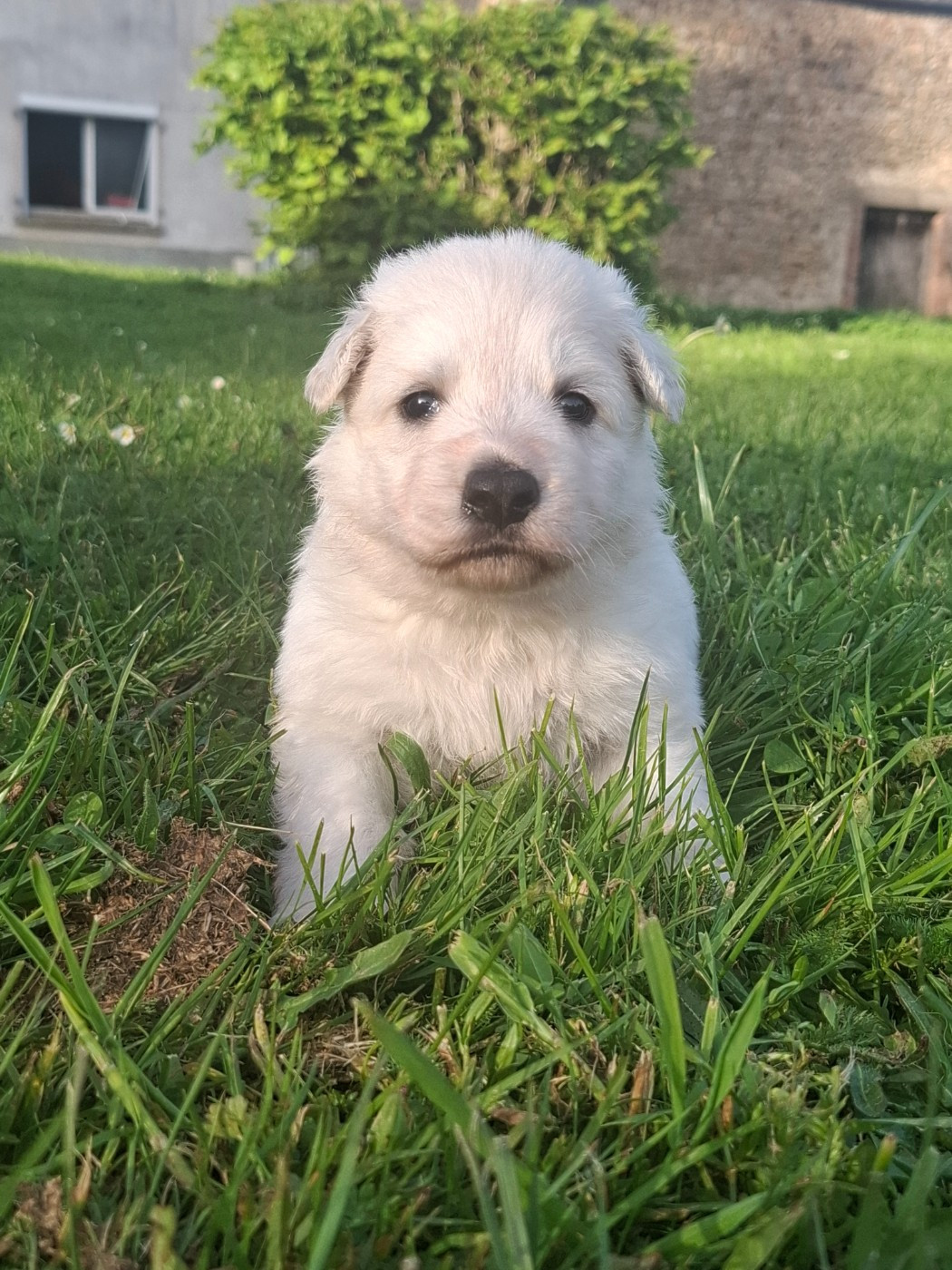 Des Gardiens Du Valhalla - Chiots disponibles - Berger Blanc Suisse