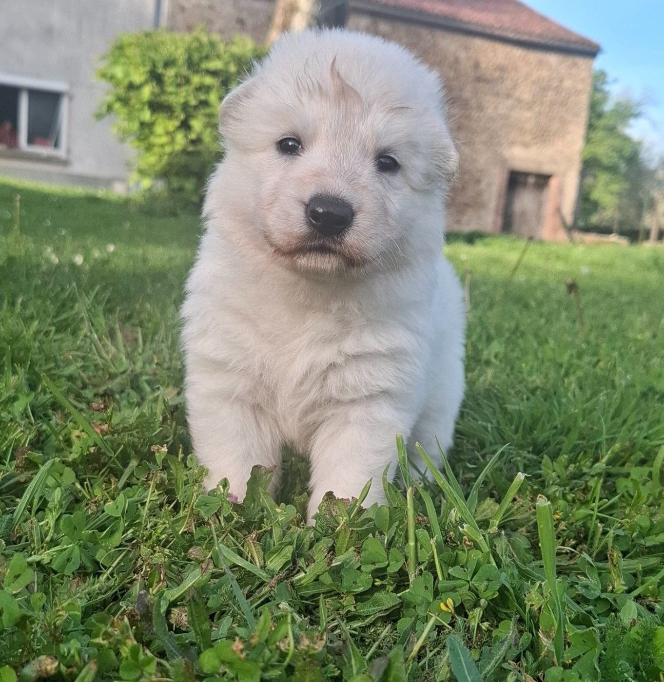Des Gardiens Du Valhalla - Chiots disponibles - Berger Blanc Suisse