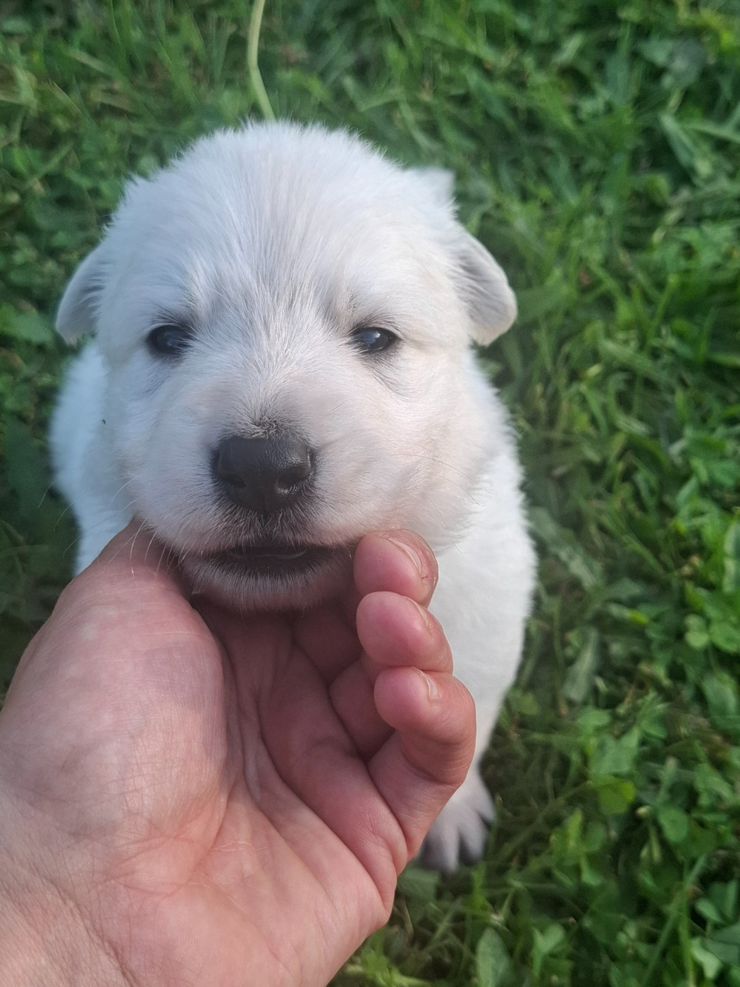 Des Gardiens Du Valhalla - Chiots disponibles - Berger Blanc Suisse