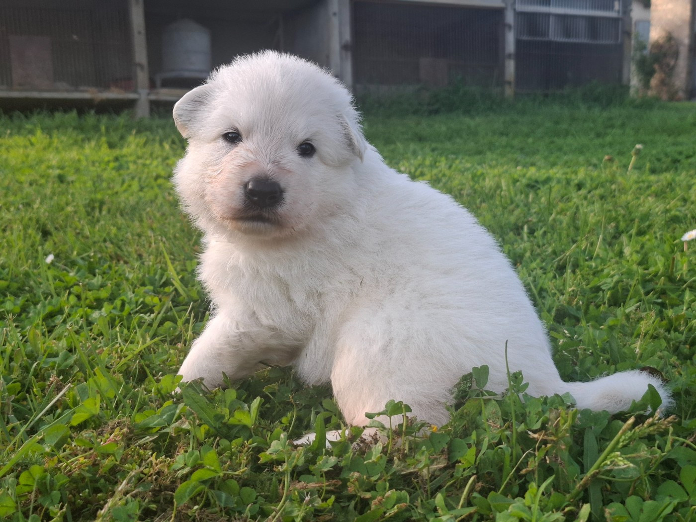 Des Gardiens Du Valhalla - Chiots disponibles - Berger Blanc Suisse