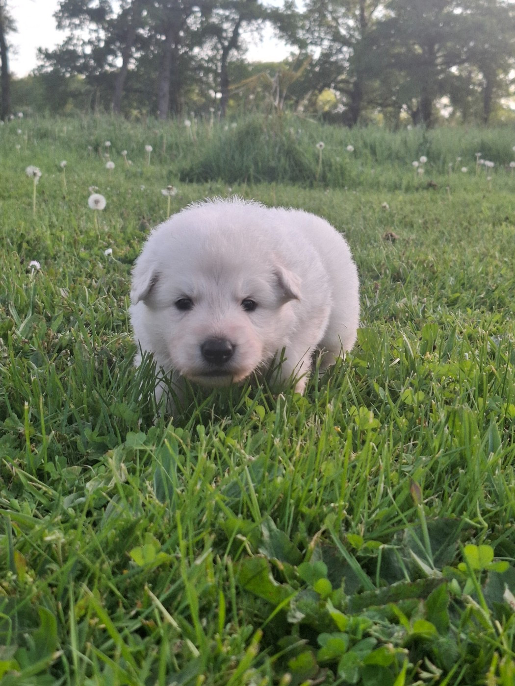 Des Gardiens Du Valhalla - Chiots disponibles - Berger Blanc Suisse