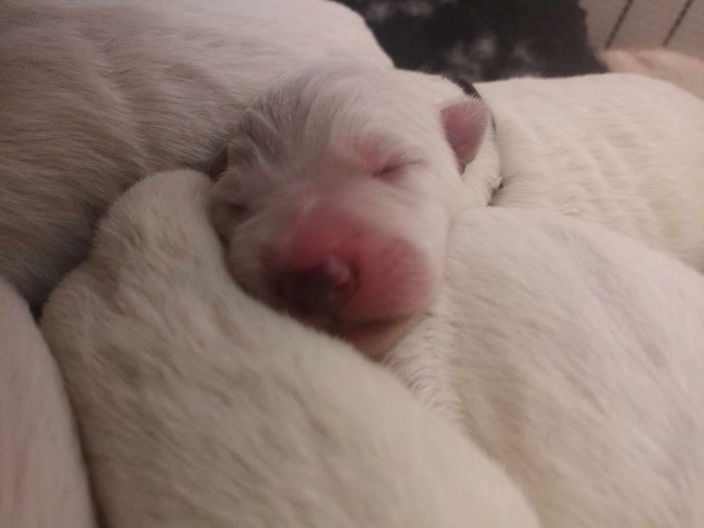 Des Gardiens Du Valhalla - Chiots disponibles - Berger Blanc Suisse