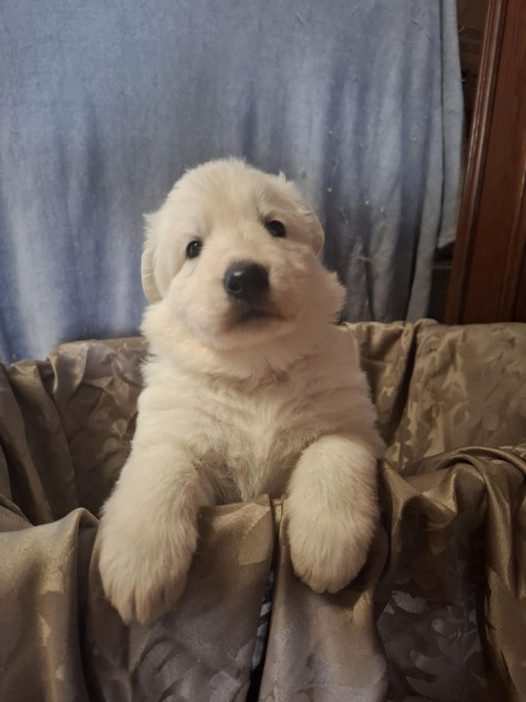 Des Gardiens Du Valhalla - Chiots disponibles - Berger Blanc Suisse