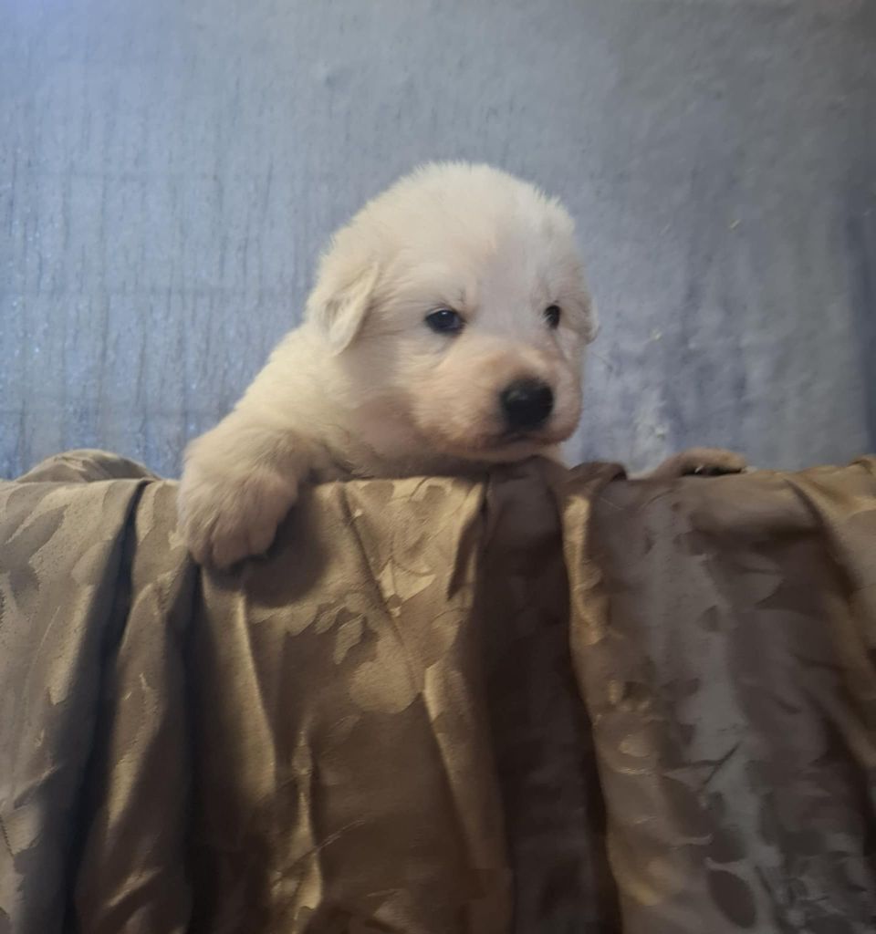 Des Gardiens Du Valhalla - Chiots disponibles - Berger Blanc Suisse