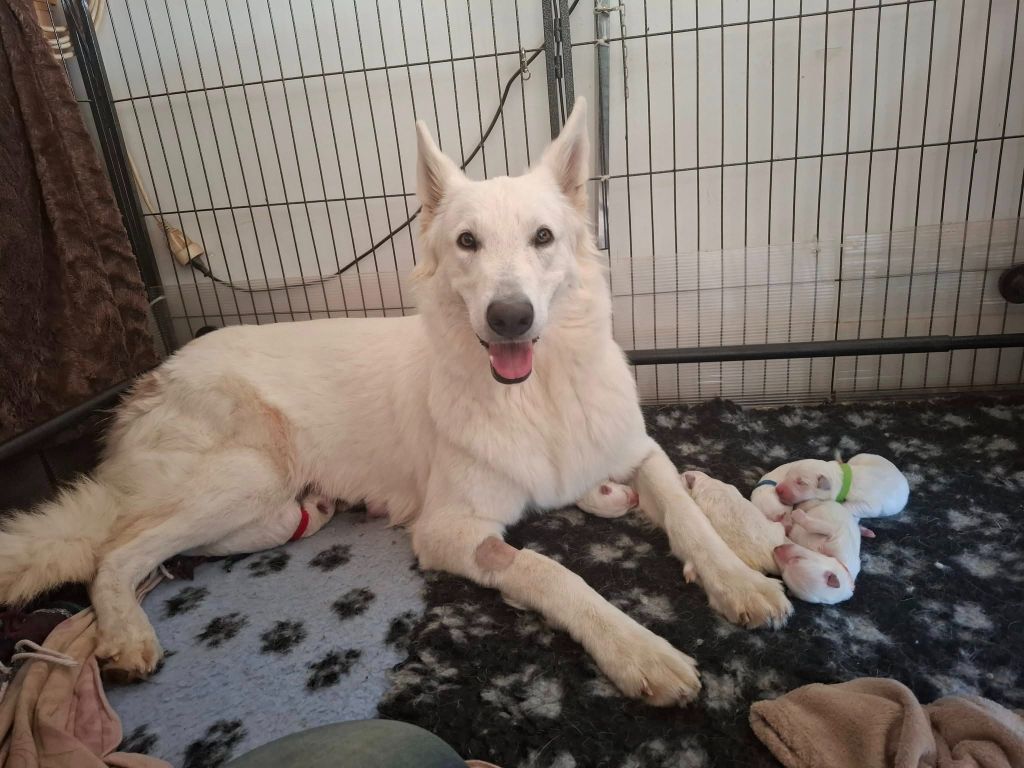 Chiot Berger Blanc Suisse Des Gardiens Du Valhalla