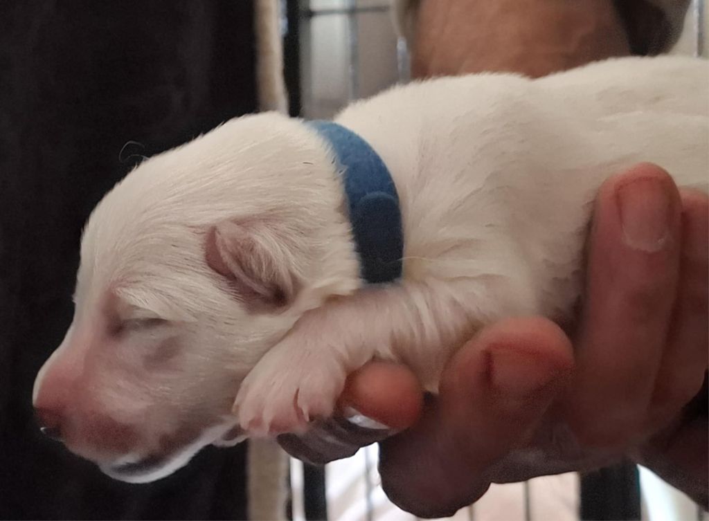 Des Gardiens Du Valhalla - Chiots disponibles - Berger Blanc Suisse