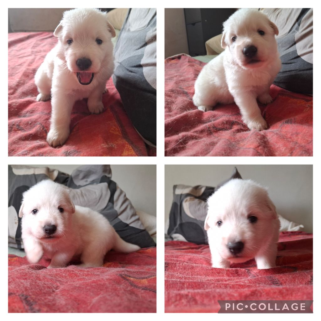 Des Gardiens Du Valhalla - Chiots disponibles - Berger Blanc Suisse