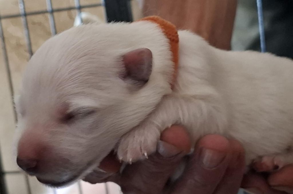 Des Gardiens Du Valhalla - Chiots disponibles - Berger Blanc Suisse