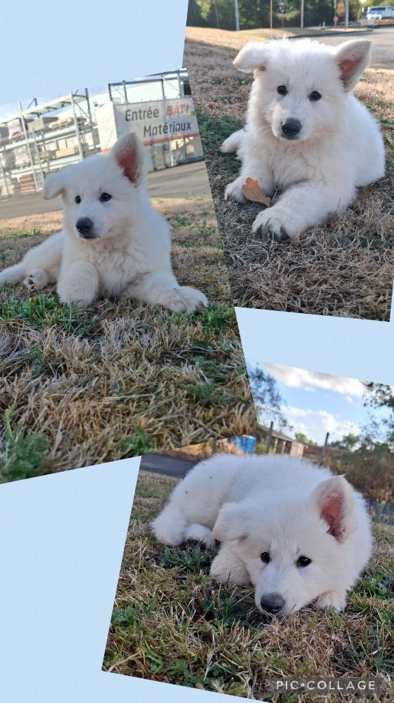 Des Gardiens Du Valhalla - Chiots disponibles - Berger Blanc Suisse