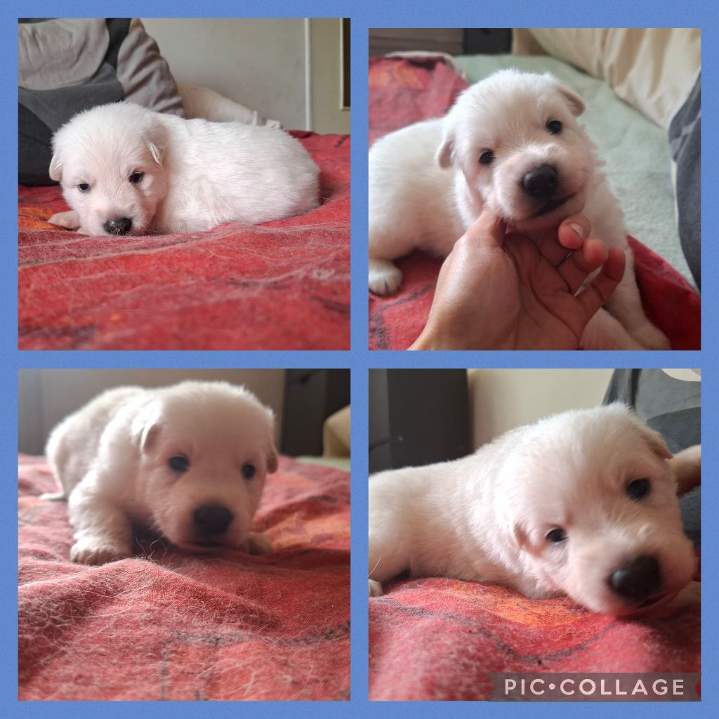 Des Gardiens Du Valhalla - Chiots disponibles - Berger Blanc Suisse