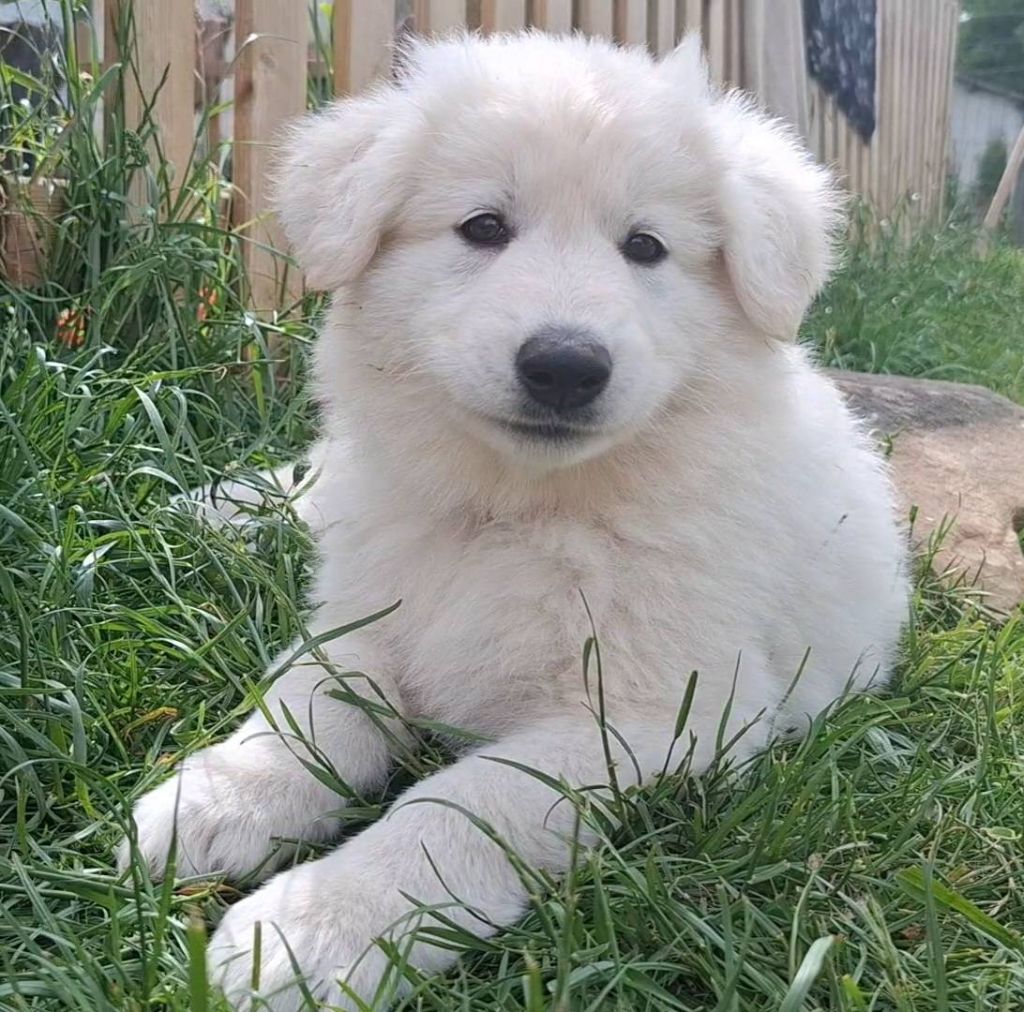 Des Gardiens Du Valhalla - Chiots disponibles - Berger Blanc Suisse