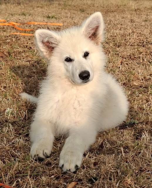 Des Gardiens Du Valhalla - Chiots disponibles - Berger Blanc Suisse