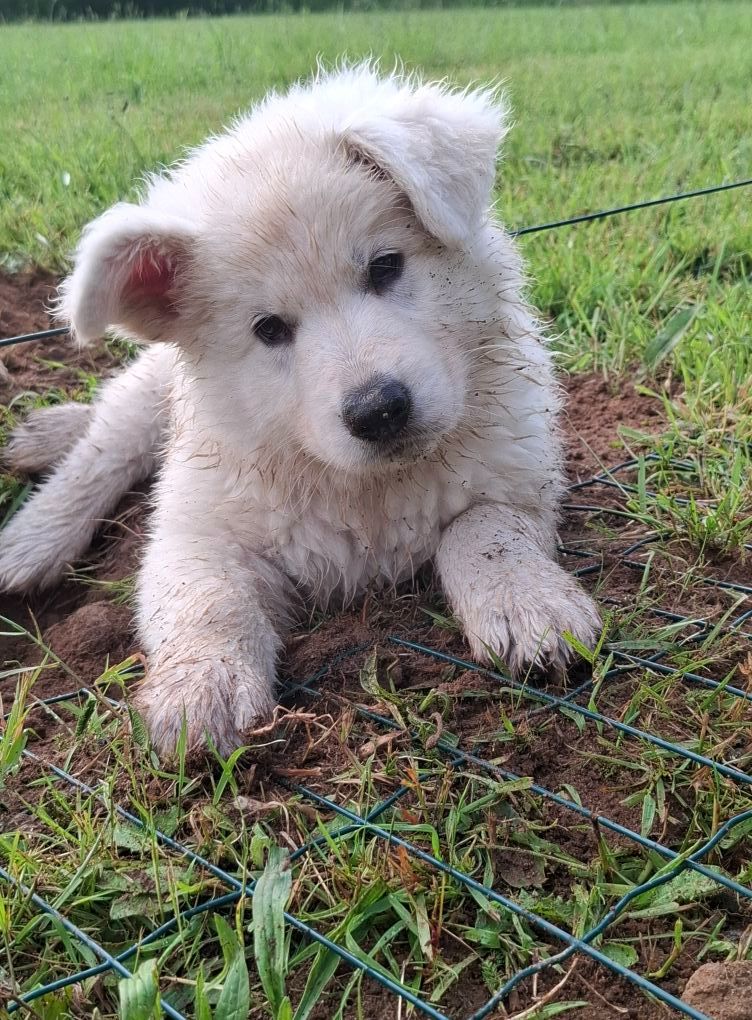 Des Gardiens Du Valhalla - Chiots disponibles - Berger Blanc Suisse