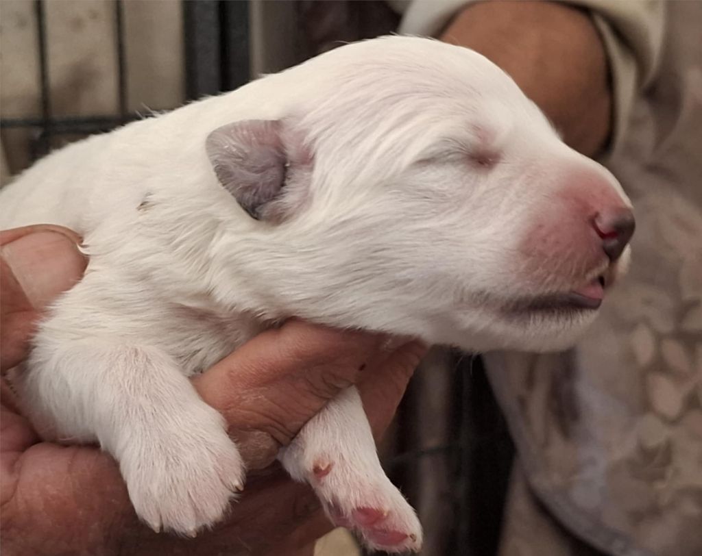 Des Gardiens Du Valhalla - Chiots disponibles - Berger Blanc Suisse