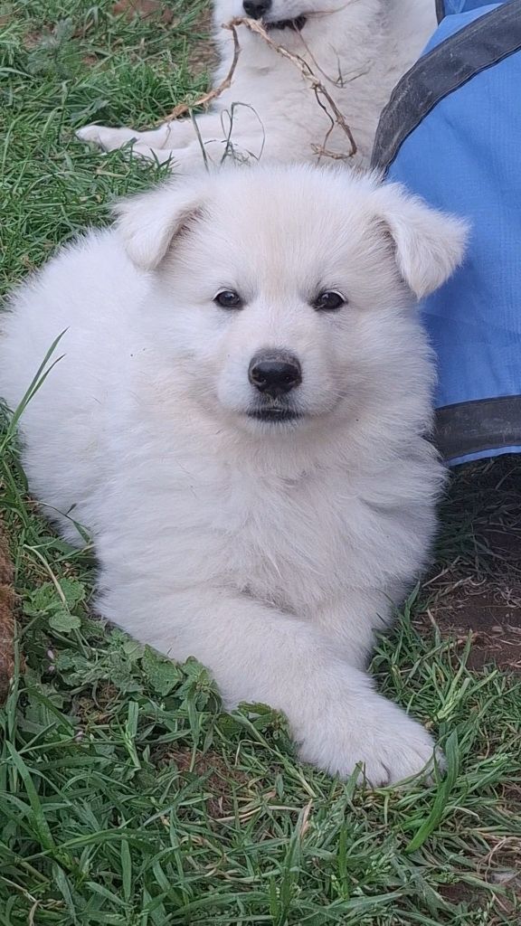 Des Gardiens Du Valhalla - Chiots disponibles - Berger Blanc Suisse