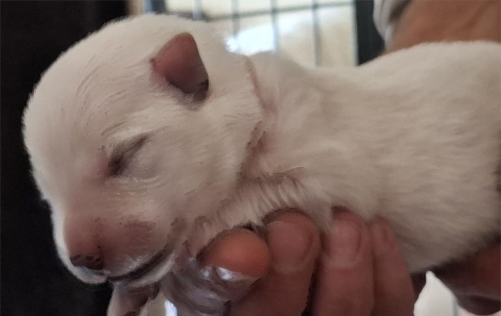 Des Gardiens Du Valhalla - Chiots disponibles - Berger Blanc Suisse