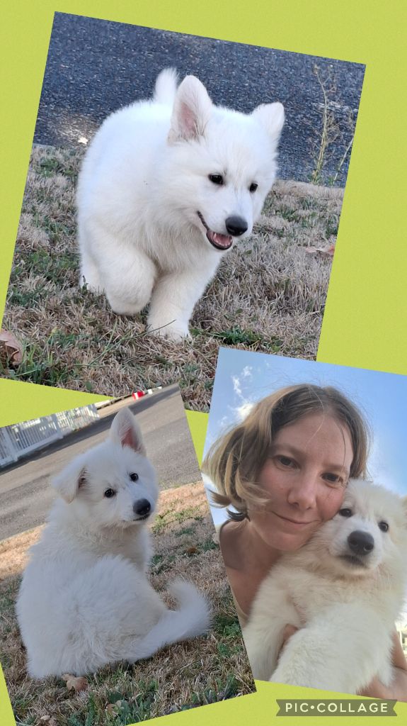 Des Gardiens Du Valhalla - Chiots disponibles - Berger Blanc Suisse