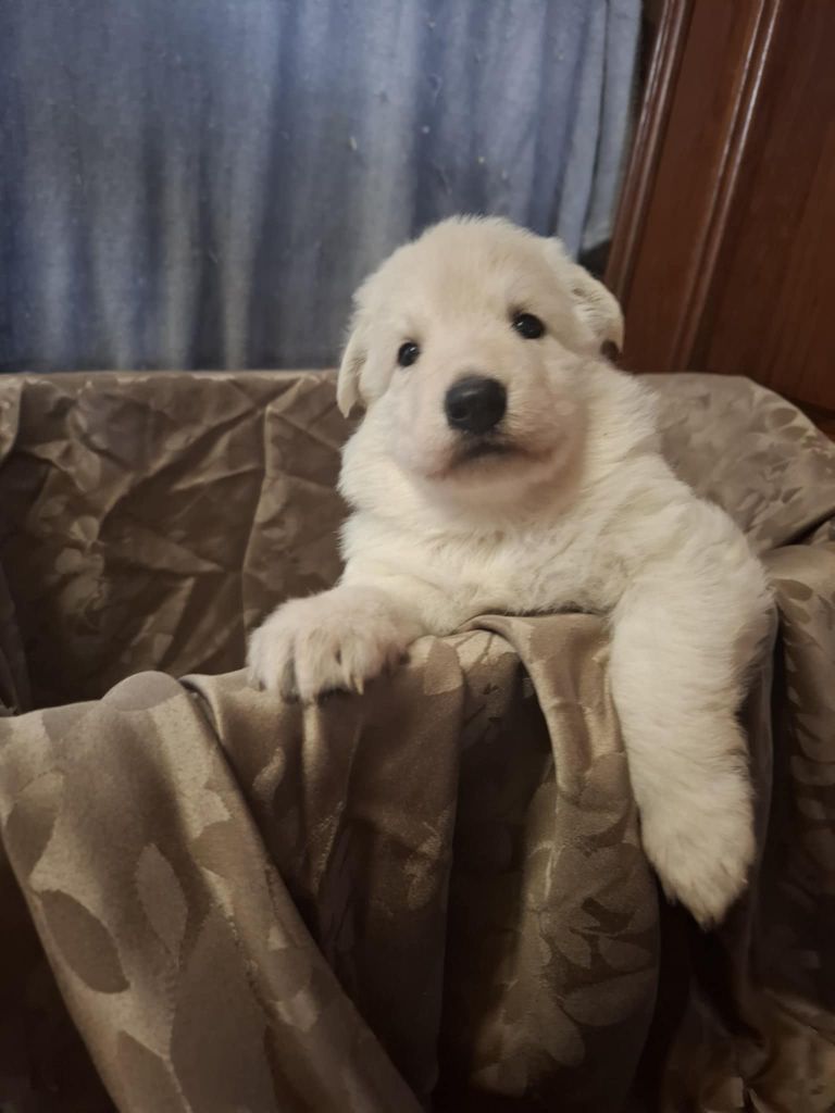 Des Gardiens Du Valhalla - Chiots disponibles - Berger Blanc Suisse