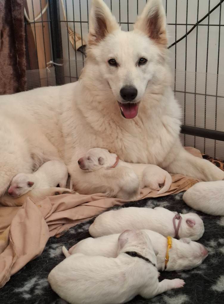 Chiot Berger Blanc Suisse Des Gardiens Du Valhalla