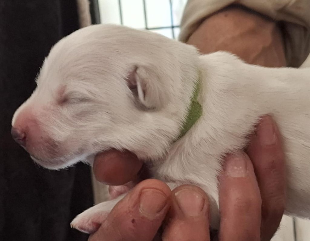 Des Gardiens Du Valhalla - Chiots disponibles - Berger Blanc Suisse