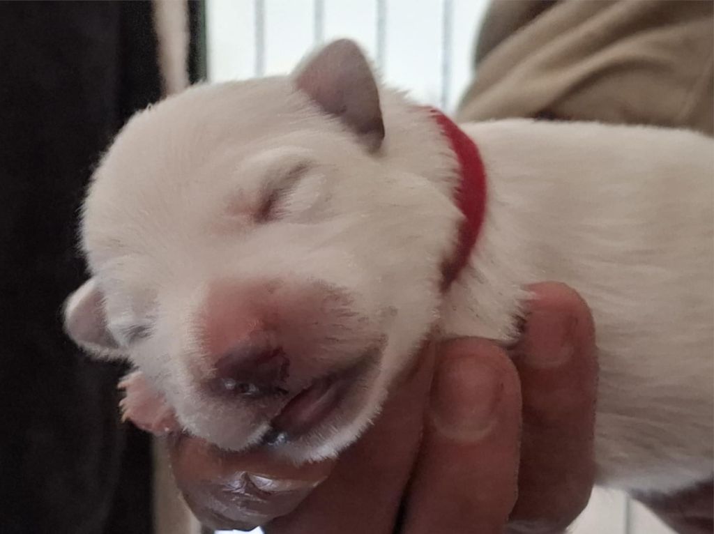 Des Gardiens Du Valhalla - Chiots disponibles - Berger Blanc Suisse