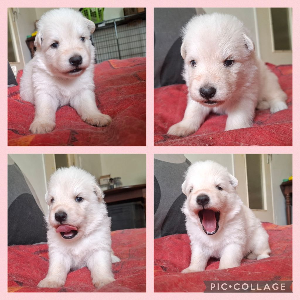 Des Gardiens Du Valhalla - Chiots disponibles - Berger Blanc Suisse
