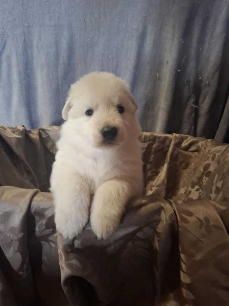 Des Gardiens Du Valhalla - Chiots disponibles - Berger Blanc Suisse